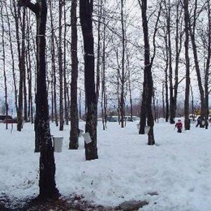 魁北克今后每年枫糖季节都提前到2月份开始