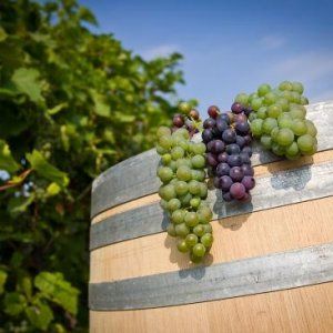 魁北克——全新的葡萄酒天堂