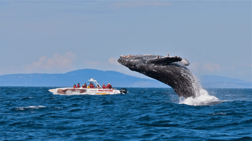 今夏魁省10个最佳观鲸之旅