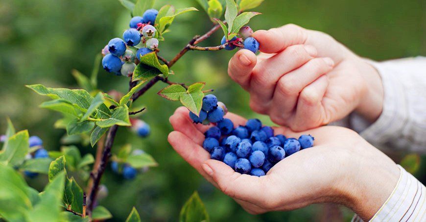 蒙特利尔周边10个蓝莓农场推荐