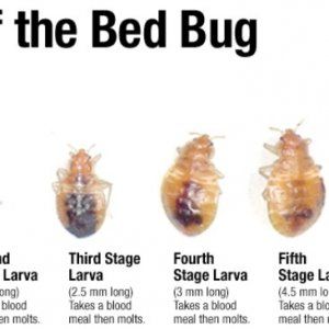 蒙特利尔感染臭虫的家庭数量增加