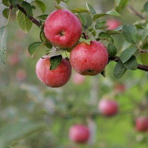 魁省6家有新意的苹果园