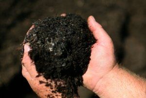 免费肥料！限蒙特利尔居民！