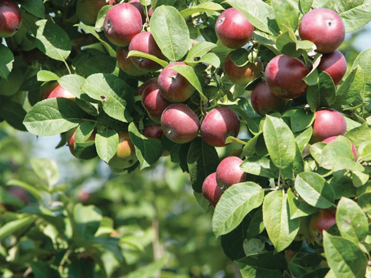 苹果——魁北克本地出产水果中的瑰宝