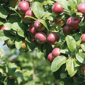 苹果——魁北克本地出产水果中的瑰宝