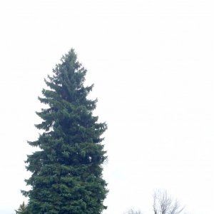 蒙特利尔今年想选出一棵北美最高圣诞树