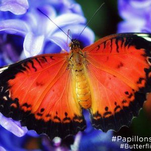 蒙特利尔蝴蝶展