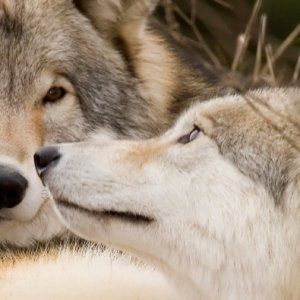 带着你家孩子去动物园给灰狼喂早餐吧