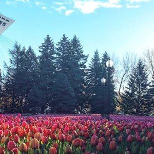 蒙特利尔植物园的郁金香正在盛开中 抓紧了