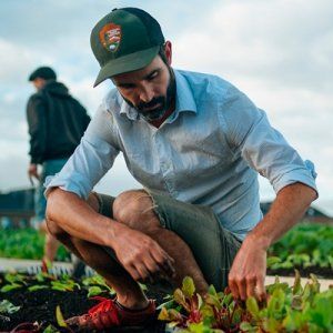 买菜来这儿 蒙特利尔IGA超市的屋顶有机菜园