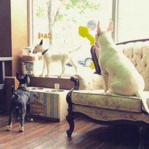 蒙特利尔能带着狗一起吃喝玩乐的五家餐厅