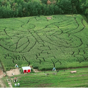 魁北克最大的迷宫：印第安纳州琼斯之玉米迷宫