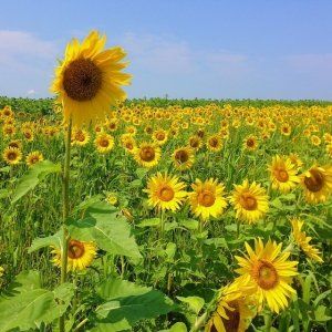 蒙特利尔本周末（8月5-6日）精彩活动