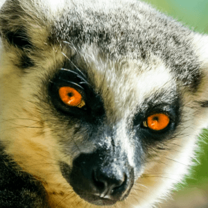 蒙特利尔南岸Brossard市举办稀有动物展