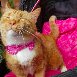 蒙特利尔首届爱猫遛猫节