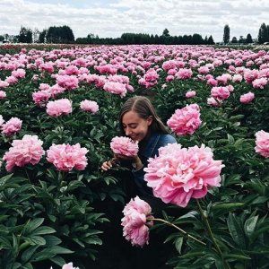 蒙特利尔附近超美的牡丹花园 仅本周末开放