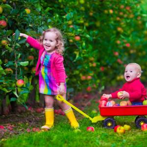 蒙特利尔周边六个摘苹果的好去处