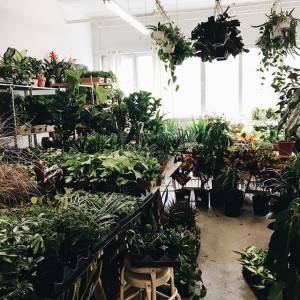 蒙特利尔热带植物和多肉植物特卖会
