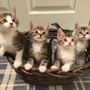 蒙特利尔将举办“小猫收养”活动