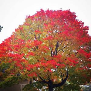 全世界最美的赏枫酒店就在魁北克 来个周末小逃离吧！