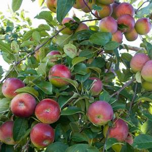 南岸Montérégie地区的秋日风味