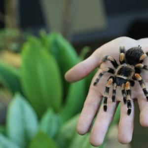 蒙特利尔各馆的万圣节活动就要开始了！