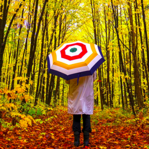 魁省赏枫地图已更新 看看哪里枫叶正红！