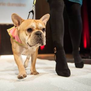 蒙特利尔第四届狗狗时尚秀