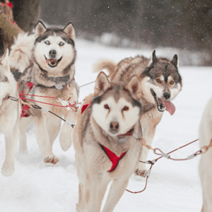 蒙特利尔这个冬天最洋气的玩法：狗拉雪橇