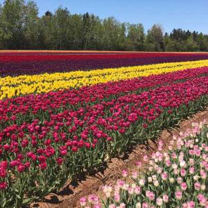 魁省LAVAL市将举办郁金香节 50万朵郁金香供你欣赏