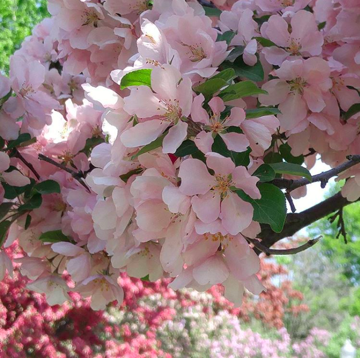 蒙特利尔这六个地方可赏美丽的樱花