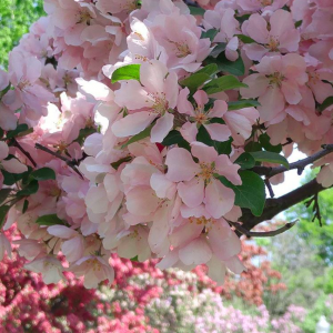 蒙特利尔这六个地方可赏美丽的樱花