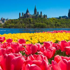 渥太华的郁金香节可以玩些什么有趣的活动？