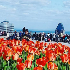 蒙特利尔皇家山顶“郁金香节”