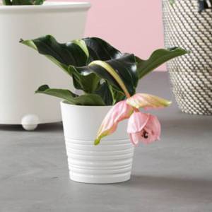 宜家IKEA植物盆全场7.5折