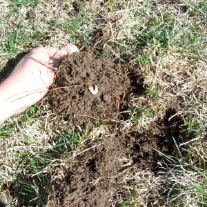 家居必备常识：在魁北克如何控制破坏草坪的白虫？