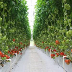 免费参观蒙特利尔Lufa Farms屋顶温室