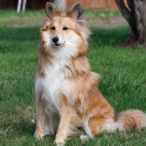 蒙特利尔西岛举办“收养小狗”活动