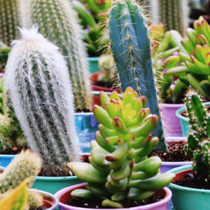 蒙特利尔多肉植物特卖会