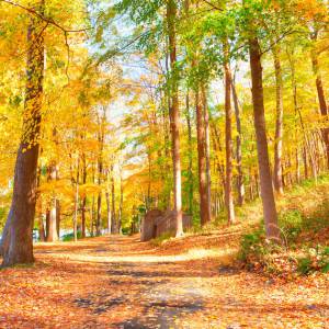 雪雁节 秋季一日游 哈利波特农场 南瓜灯节-本周末精彩活动