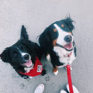 蒙特利尔举办“收养小狗”活动