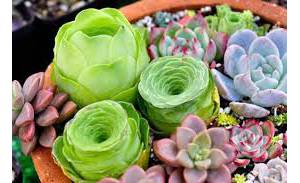 蒙特利尔热带多肉植物销售展