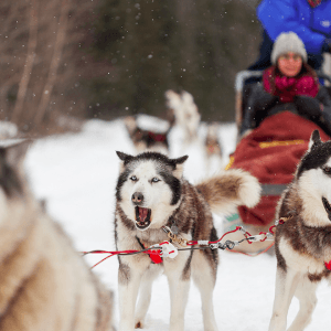 冬天新玩法 狗狗拉雪橇