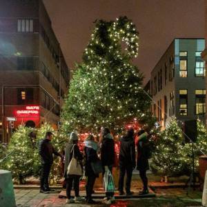 （听新闻）在魁北克挑选圣诞树有讲究