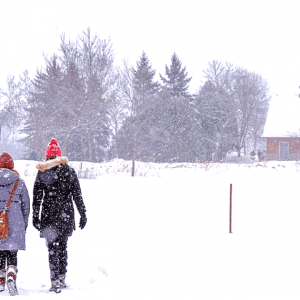 蒙特利尔提供免费班车到这个自然公园
