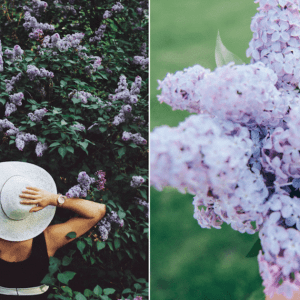 蒙特利尔旁超美的丁香花园