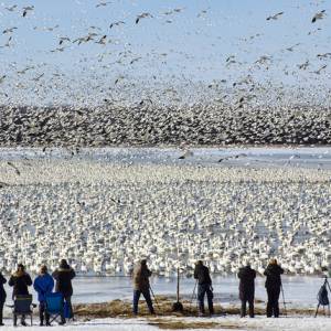 到Baie-du-Fevre看雪雁