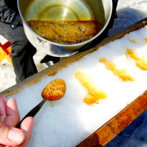 蒙特利尔最大的枫糖节要来了！