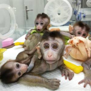 人猿星球现实版？中国将人类脑基因注入猴子内