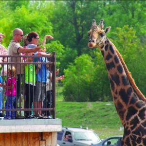 Safari动物园本周末开门 季票打折